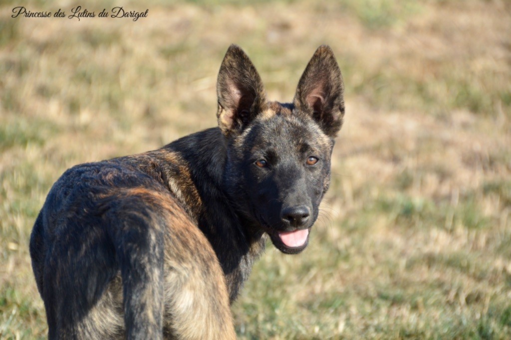 Princesse Des Lutins Du Darigat