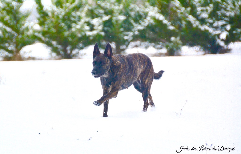 CH. Jadis Des Lutins Du Darigat