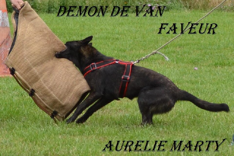 CH. Faveur Démon de Van