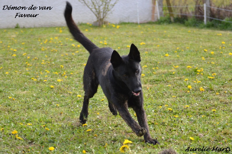 Divers Faveur
