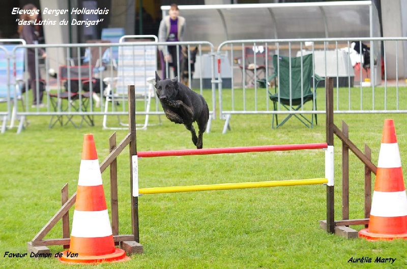 Agility et Canicross Faveur