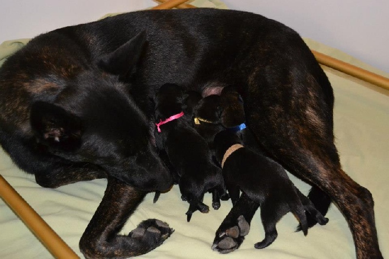 Chiots Faveur et Fury
