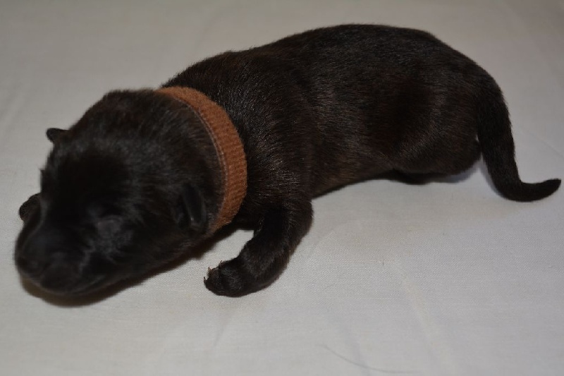 Des Lutins Du Darigat - Berger hollandais - Portée née le 10/04/2014