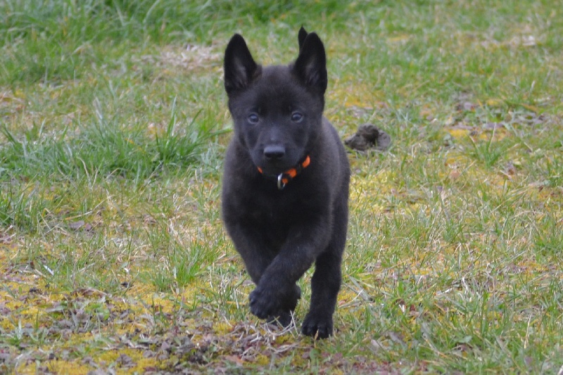 Des Lutins Du Darigat - Berger hollandais - Portée née le 29/01/2013